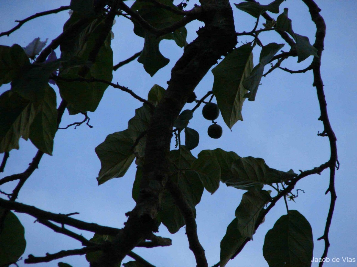 Solanum wrightii Benth.